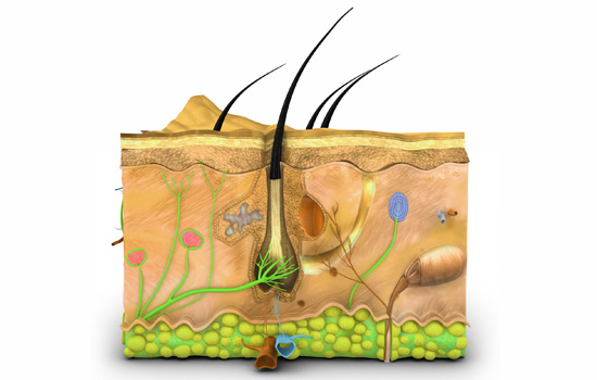 hair fall treatment clinic in mumbai navi mumbai